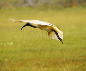 Ibis in flight