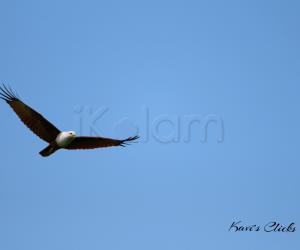 Brahminy Kite