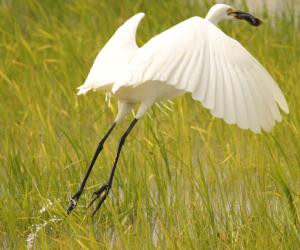 Great egret