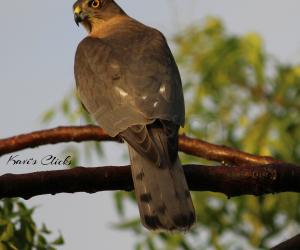 Shikra