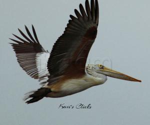 Pelican