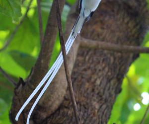 Indian paradise flycatcher
