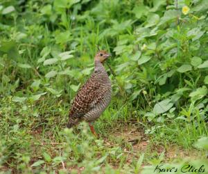 Grey francolin