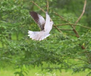 Dove