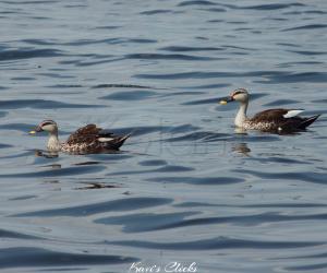Spot billed duck