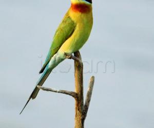 Bee-eater