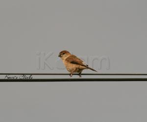 Indian Silverbill
