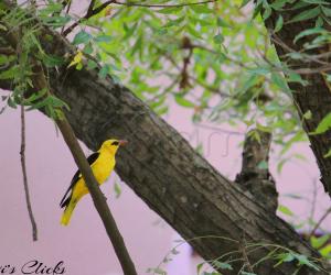 Indian Golden Oriole