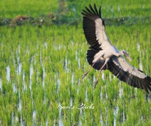 Asian Openbill