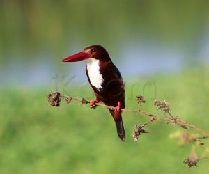 White-throated Kingfisher