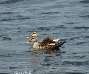 Valentines day spot billed ducks