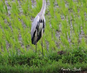 Grey Heron