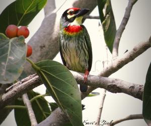 Coppersmith barbet