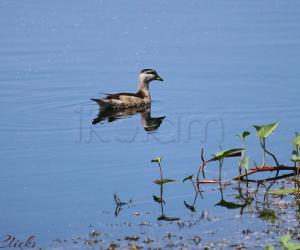Cotton pygmy goose