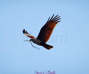 Brahminy Kite