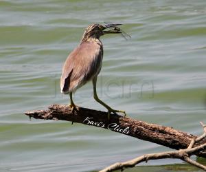 Squaccoheron with a catch