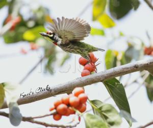 Coppersmith barbet in flight