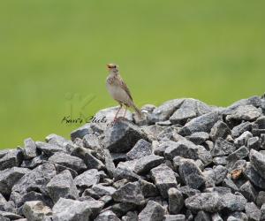 Paddyfield pipit