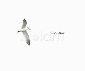 Elegant tern