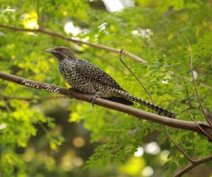Asian Koel