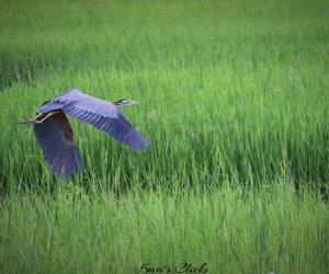 Purple heron in flight
