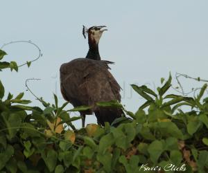 Peafowl
