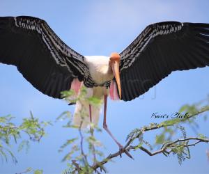 Painted stork 
