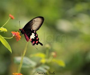 Common Rose butterfly