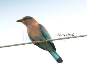 Indian Roller