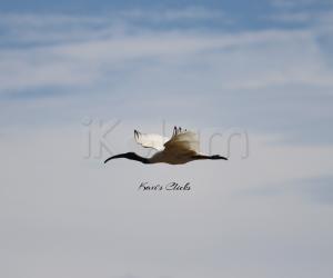 Black-headed ibis 