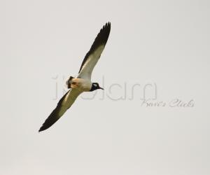 Red-Wattled lapwing