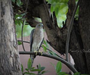 Shikra