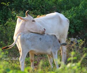 Mother's Day spl - Cow & Calf