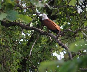 Brahminy kite