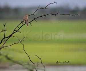Tawny-flanked prinia