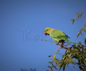 Rose-ringed Parakeet
