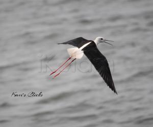 Black-Winged Stilt