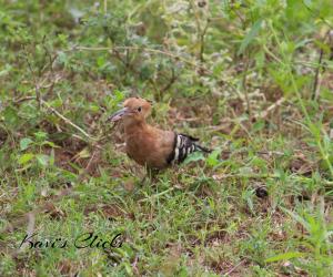 Eurasian Hoopoe
