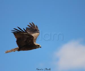 Black Kite