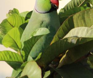 Parrot