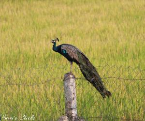Indian Peafowl