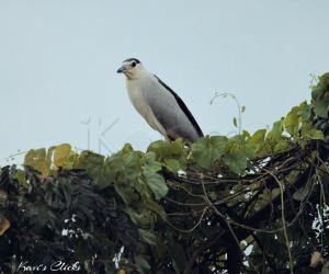 Black Crowned night heron