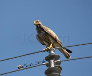 White-eyed buzzard