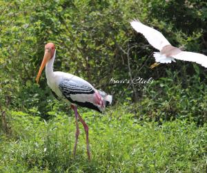 Painted Stork & Pond heron