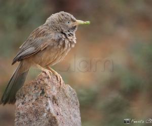 Jungle babbler
