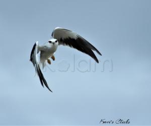 Black-Winged Kite