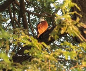 Brahminy Kite