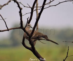 Spotted Dove