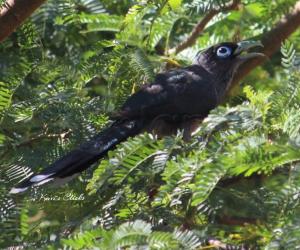 Blue-faced malkoha