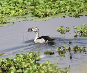 Knob- billed duck